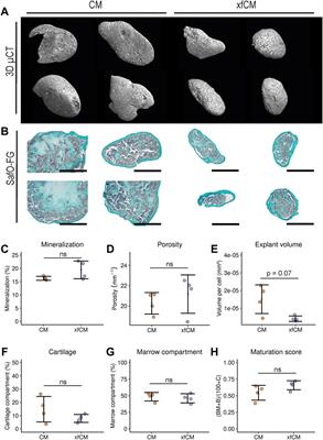 Engineering bone-forming callus organoid implants in a xenogeneic-free differentiation medium